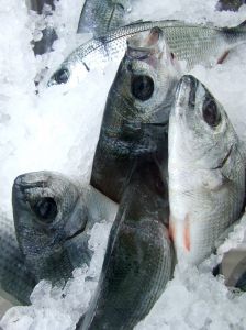 Tuna and Aquaculture | IFIS Publishing Tuna and Aquaculture | IFIS Publishing