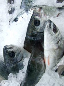 Tuna and Aquaculture | IFIS Publishing