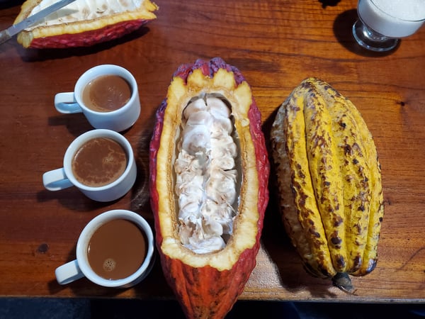 Cacao pods and fresh hot chocolate
