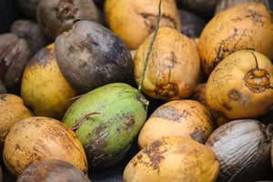 Coconuts | IFIS Publishing