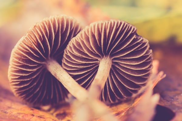 Mushrooms | IFIS Publishing