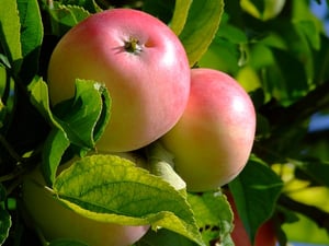 Apples | IFIS Publishing