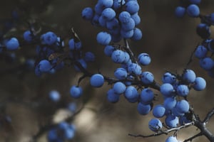Blueberries | IFIS Publishing