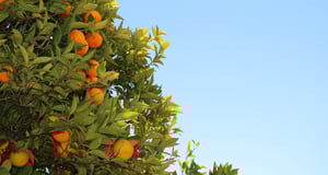 Fruits and Vegetables | IFIS Publishing