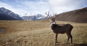 Deer | IFIS Publishing Deer | IFIS Publishing