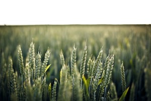 GM Crops | IFIS Publishing