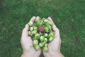 Food Distribution | IFIS Publishing