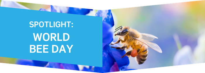 Spotlight: World Bee Day