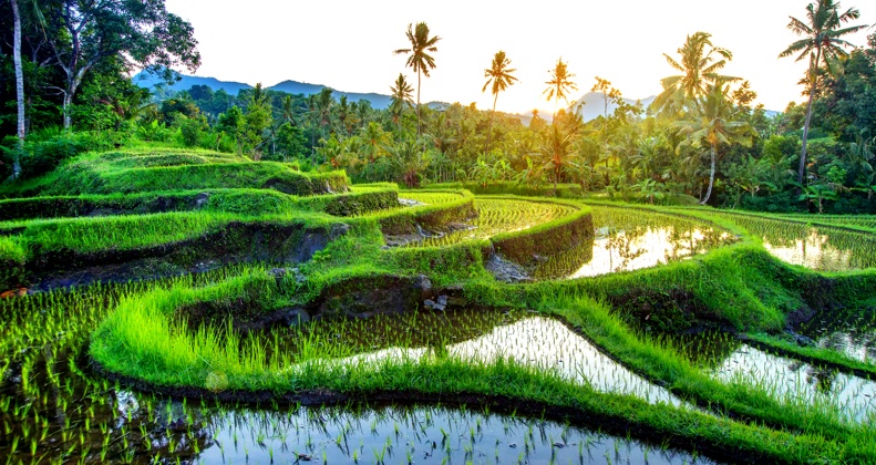 Paddy field located most likely located in one of several eastern countries
