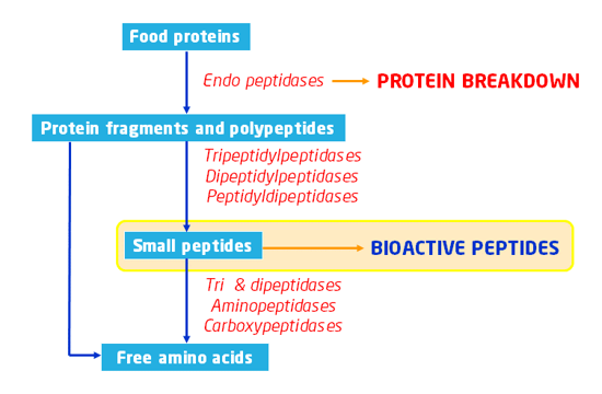 action of peptidases and generation of bioactive peptides | Fidel Toldra | IFIS Publishing