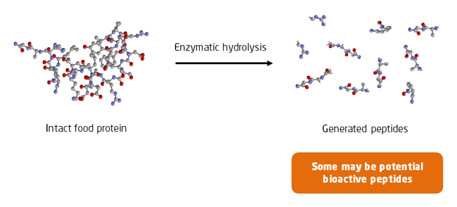 Enzymatic hydrolysis of food proteins | Fidel Toldra | IFIS Publishing