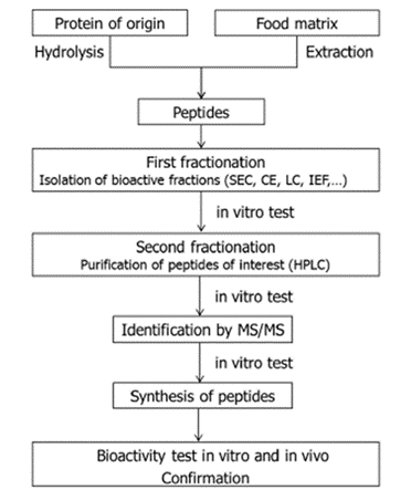 Bioactive peptides in food matrices