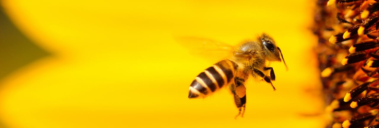 Bee Informed Partnership – Using beekeepers' real world experience to solve  beekeepers' real world problems