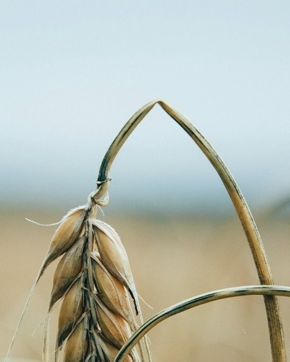 Balancing People and Planet: Turning the COP30 Declaration into Action Through Food Science