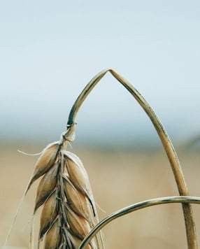 Balancing People and Planet: Turning the COP30 Declaration into Action Through Food Science