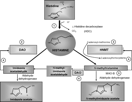 Histamine and histamine intolerance