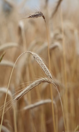 Wheat | IFIS Publishing