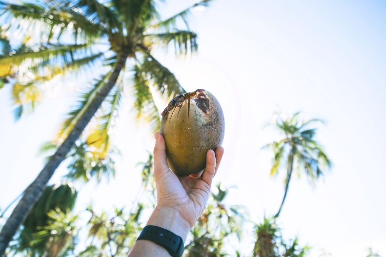 Debunking coconut oil claims | IFIS Publishing