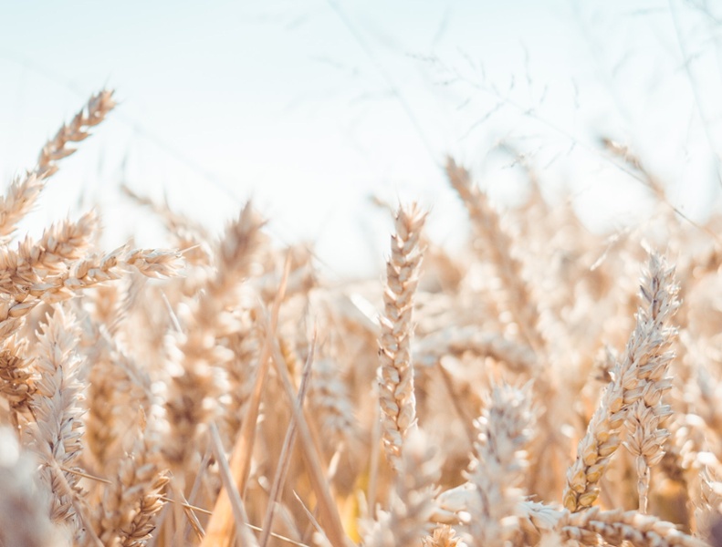 Ancient Grains | IFIS Publishing