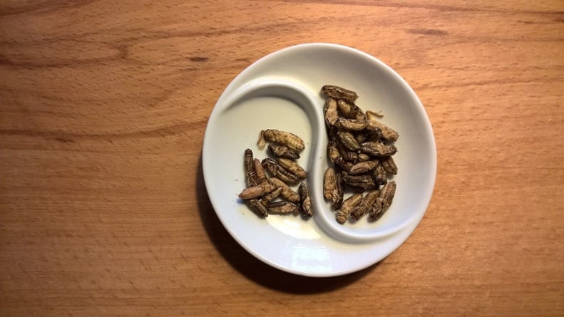 Edible Insects | IFIS Publishing