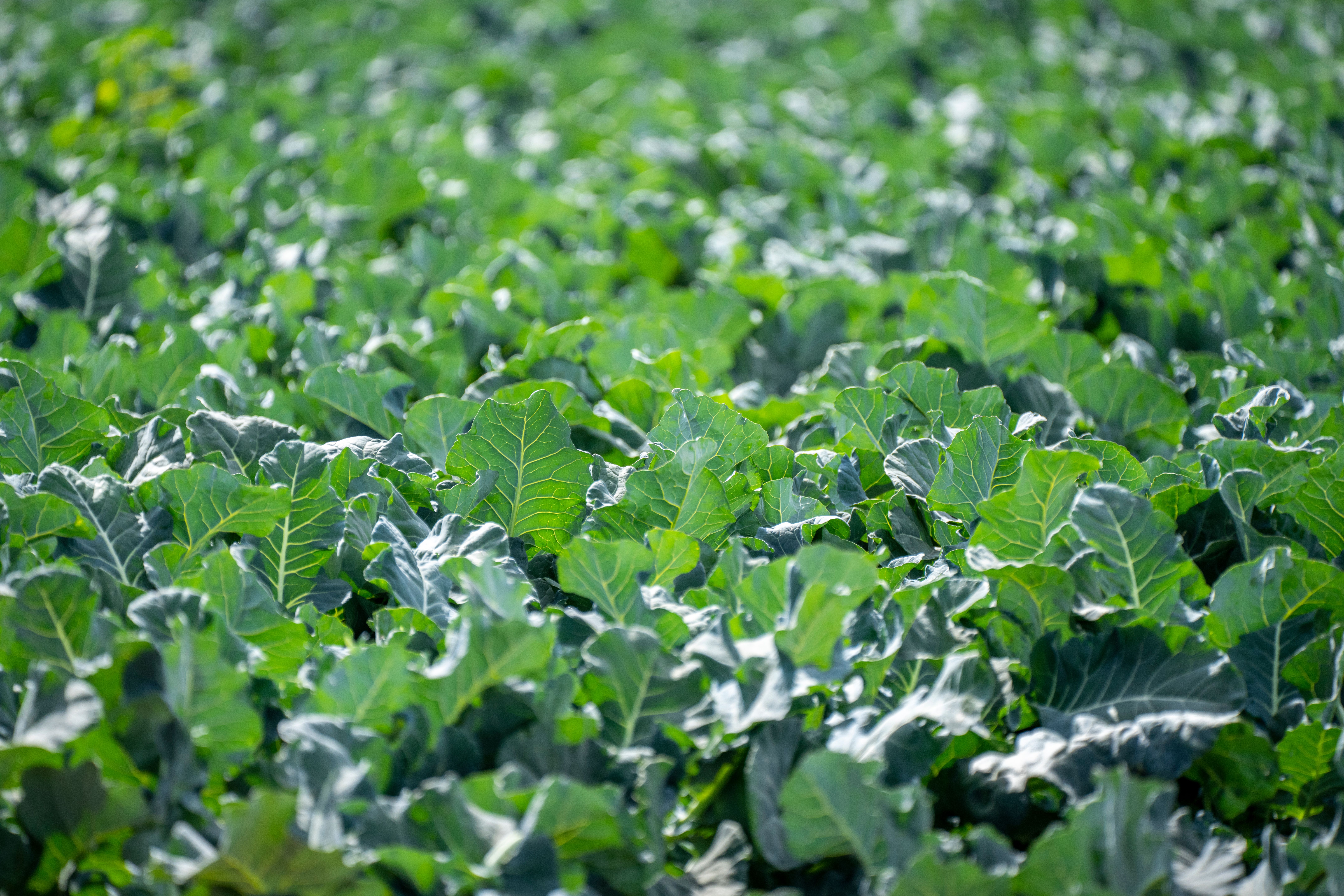 Field covered in green vegetable leaves