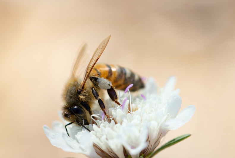 Bee and honey definitions | IFIS Publishing